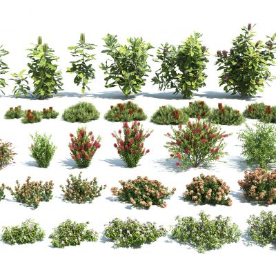 现代花卉灌木组合