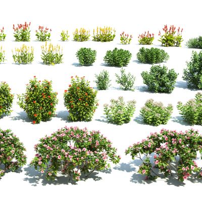 现代花卉灌木组