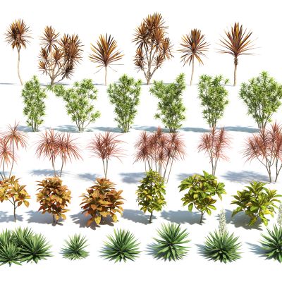 现代灌木乔木组合