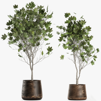 现代绿植 盆栽 盆景 室内绿植 盆景