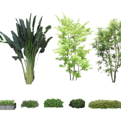 现代风格植物灌木