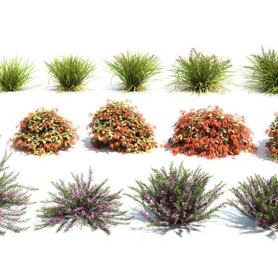现代花卉灌木组合