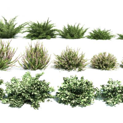 现代花卉灌木组合