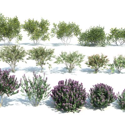 现代花卉灌木组合