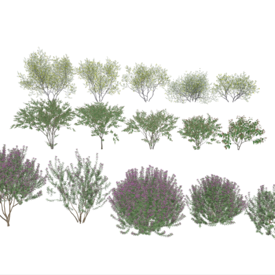 现代花卉灌木组合