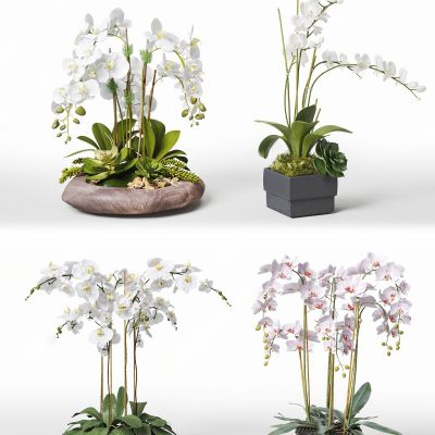 现代蝴蝶兰盆栽