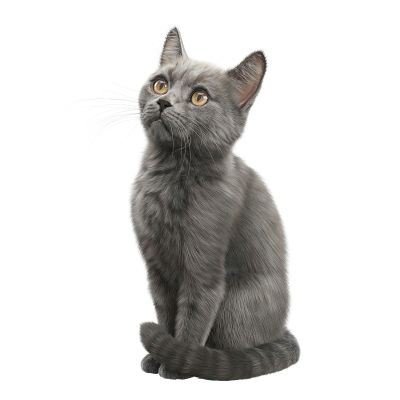 现代灰色宠物猫，两种造型含两个max文件3D模型