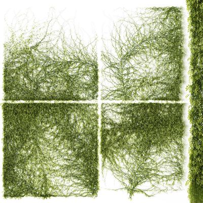 绿植,垂吊和墙面