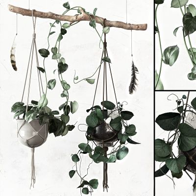 绿植,垂吊和墙面