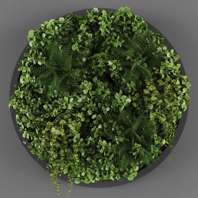 绿植,垂吊和墙面