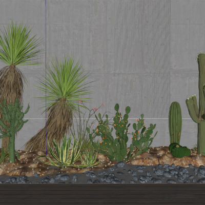 沙生植物景观