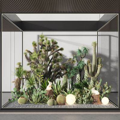 沙生植物景观 仙人掌 仙人球 多浆类 龙舌兰 灌木丛 观赏植物 