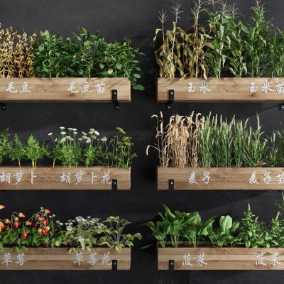 蔬菜农作物 菜园菜箱 蔬菜组合 玉米 麦子 毛豆 菠菜 胡萝卜 菜苗