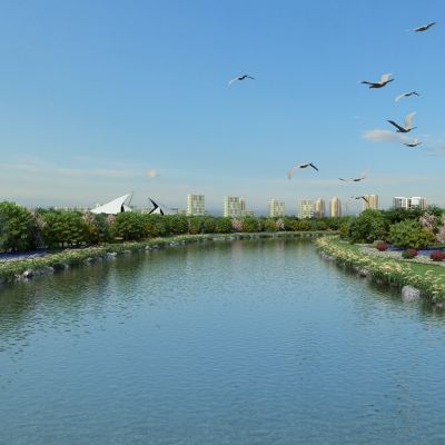 现代滨水景观 芦苇 飞鸽