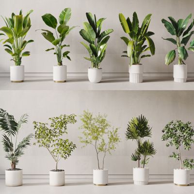 现代绿植盆栽组合