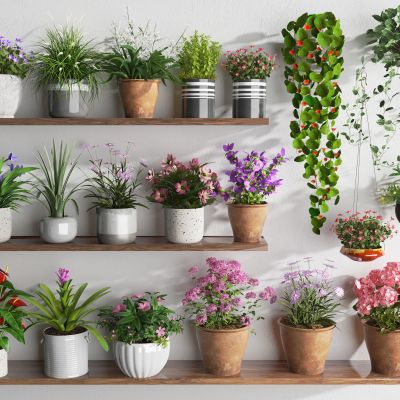 花卉盆栽 花盆盆栽 阳台植物 吊兰 小盆栽