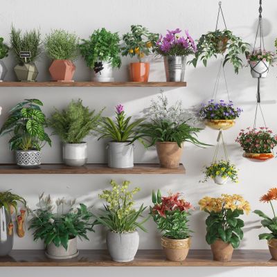 花卉盆栽 花盆盆栽 阳台植物 吊兰 小盆栽