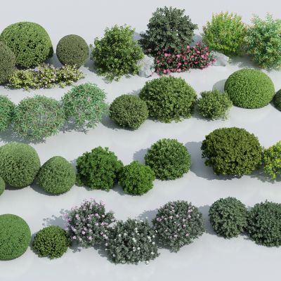 灌木 灌木球 球形植物 灌木丛 球形绿植