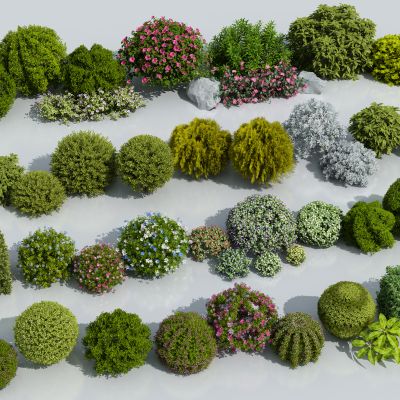 灌木 灌木球 球形植物 灌木丛 球形绿植