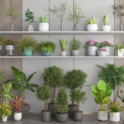 绿植盆栽 花盆 芦荟盆栽 花卉绿植