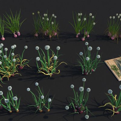 大葱 洋葱 菜苗 葱花 蒜苗 蔬菜 蔬菜秧