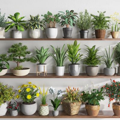 花卉盆栽 植物盆景 花盆 小盆栽 绿植盆栽