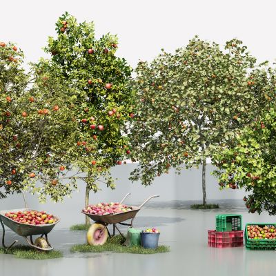 苹果树 苹果园 水果框 果树