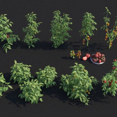 西红柿圣女果 西红柿秧苗 番茄