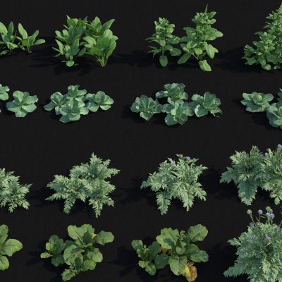  蔬菜农作物 大头菜 菠菜 白菜 甘蓝