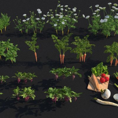 胡萝卜 水萝卜 红萝卜 萝卜 白萝卜 萝卜秧 萝卜缨