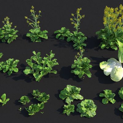 白菜农作物 生菜 小白菜 大白菜 娃娃菜 蔬菜 蔬菜秧 白菜苗