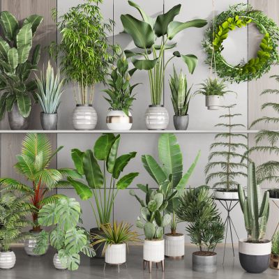 植物盆景 花盆 小盆栽 绿植盆栽