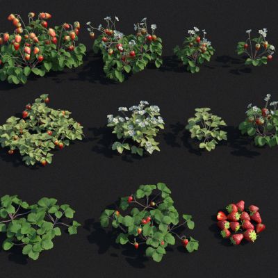  草莓 草莓苗 草莓花卉 草莓鲜花