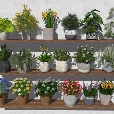 花卉盆栽 绿植盆栽 绣球花 绿植 花盆