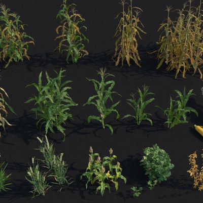 农作物 玉米 苞米 玉米秧 玉米杆 水稻 小麦 高粱 黄豆