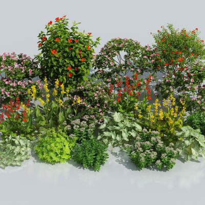 花草花卉 植物组合 灌木 绿化带 绿植花丛