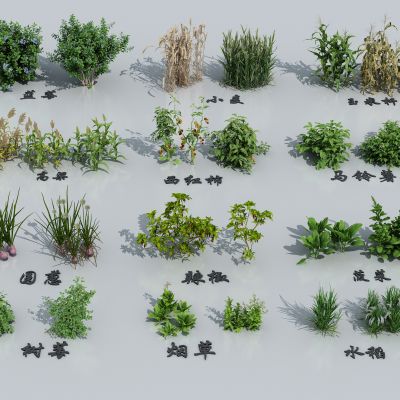 农作物组合 油菜草莓 生菜芝麻菜 萝卜大蒜 大麦大豆燕麦甘蓝 辣椒胡萝卜