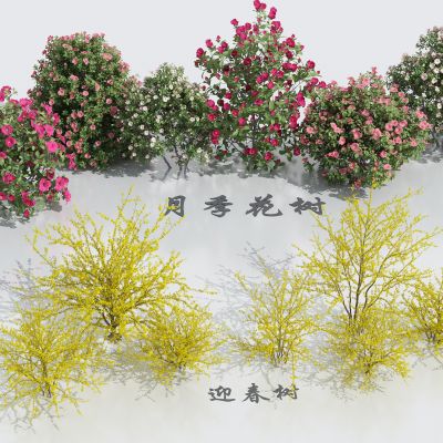 月季花 玫瑰花 蔷薇花 迎春树 迎春花 花卉灌木