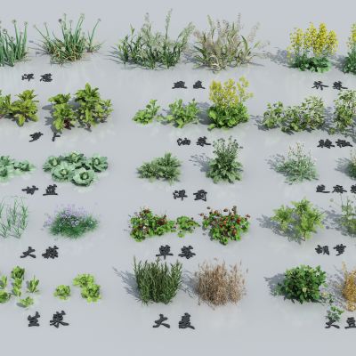 农作物组合 油菜草莓 生菜芝麻菜 萝卜大蒜 大麦大豆燕麦甘蓝 辣椒胡萝卜