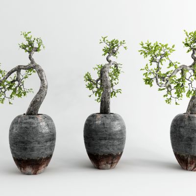 中式盆景 小植物