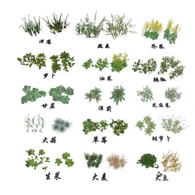  农作物组合 油菜草莓 生菜芝麻菜 萝卜大蒜 大麦大豆燕麦甘蓝 辣椒胡萝卜