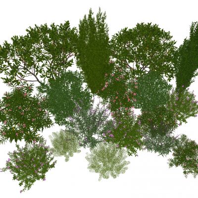 花草花卉 植物组合 灌木 绿化带 绿植花丛