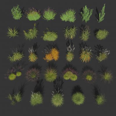 羽毛草芦苇 粉黛乱子草 狗尾巴草 花圃绿植 干草枯草