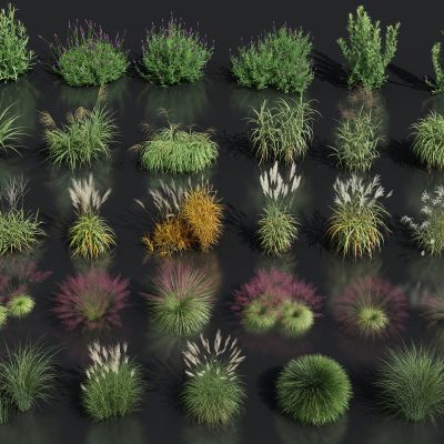 羽毛草芦苇 粉黛乱子草 狗尾巴草 花圃绿植 干草枯草3D模型