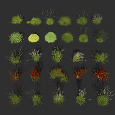 羽毛草芦苇 粉黛乱子草 狗尾巴草 花圃绿植 干草枯草