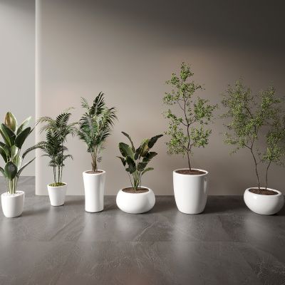 现代盆栽绿植组合