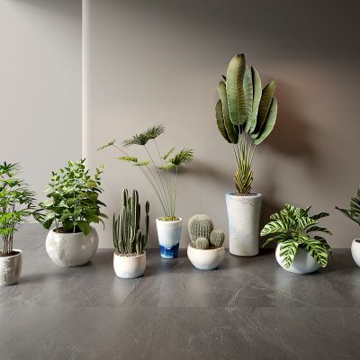 现代盆栽绿植组合