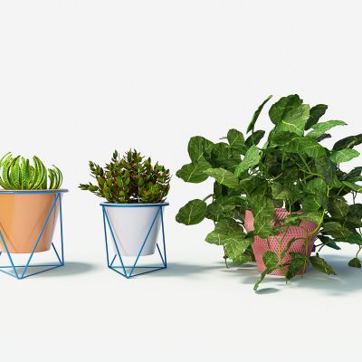 植物花卉花盆花