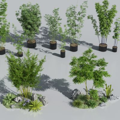 竹子 景观竹 石头 盆栽 罗汉竹 湘妃竹 庭院竹 苔藓地形