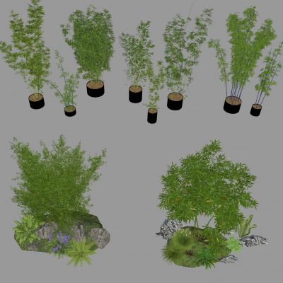 竹子 景观竹 石头 盆栽 罗汉竹 湘妃竹 庭院竹 苔藓地形